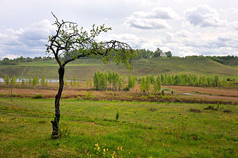 Izborsk Valley. landscapes12.jpg