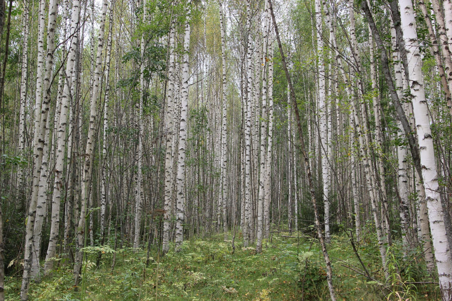 Кологривский лес растения