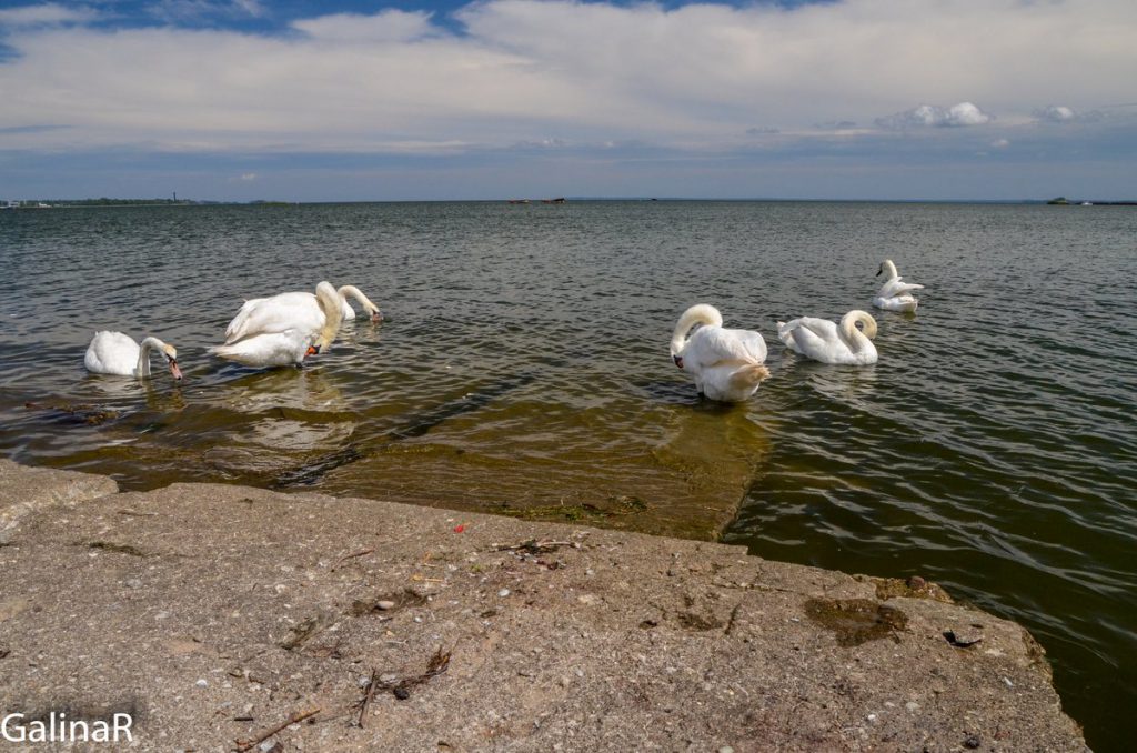 Лебеди на Балтийской косе у аэродрома Нойтиф