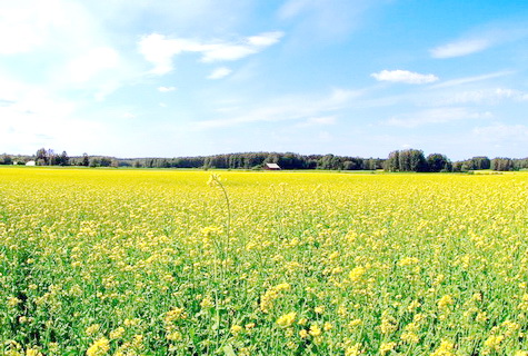 село Бахчасарай